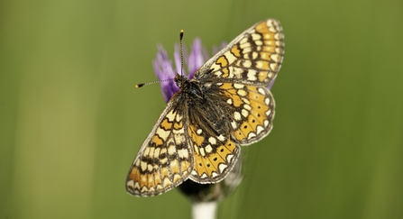 Marsh fritillary