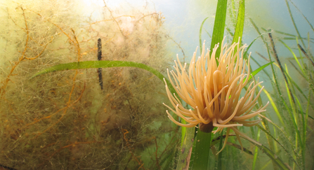 Snakelocks Anemone