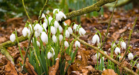 Snowdrops