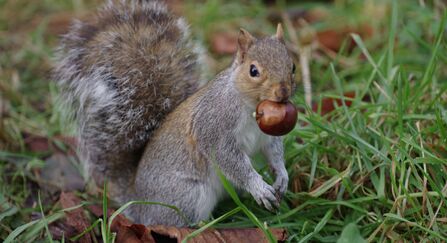Grey squirrel 