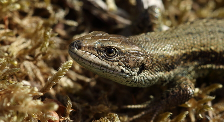 Common lizard