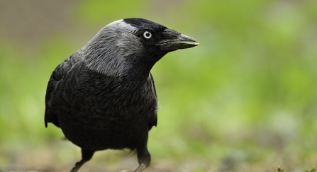 Photo of a Jackdaw, head turned to the right