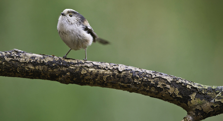 Photo of a long-tailed tit on a tree branch