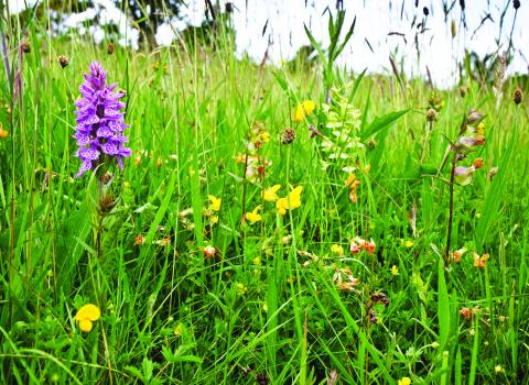 Caeau Tan y Bwlch Nature Reserve meadow