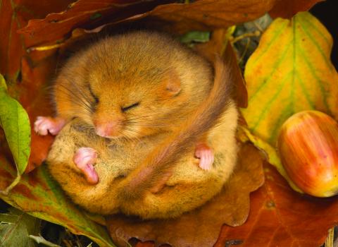 Hibernating dormouse