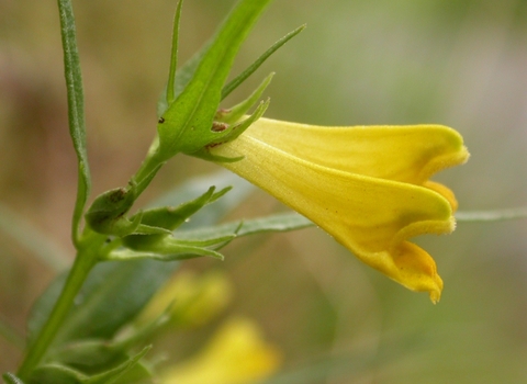 Common Cow-wheat