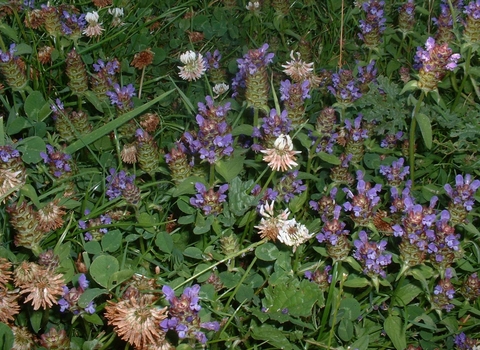 Selfheal