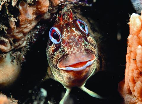 Tompot Blenny