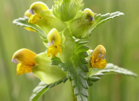 A plant with very pointy segmented leaves, and small yellow flowers, in a field of grass.