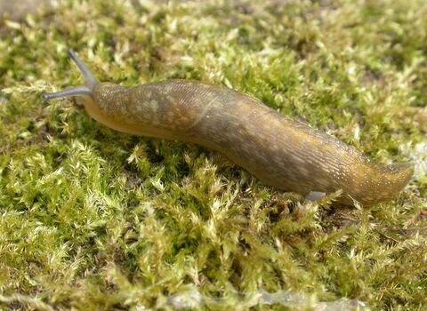 Yellow Slug
