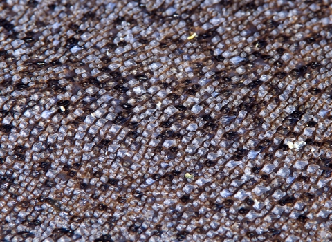 Catshark skin