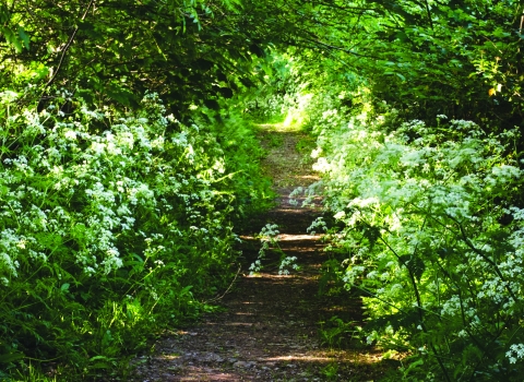 Caeau Pen y Clip Nature Reserve