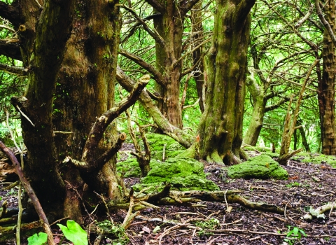 Coed Cilygroeslwyd Nature Reserve