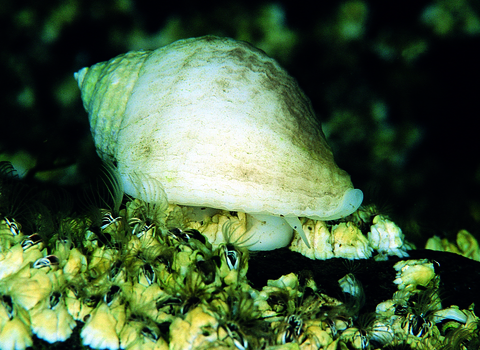 Dog Whelk