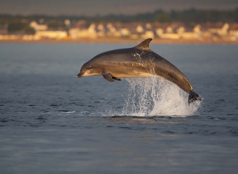 Bottlenose Dolphin
