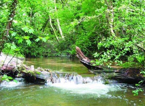 Y Ddol Uchaf Nature Reserve