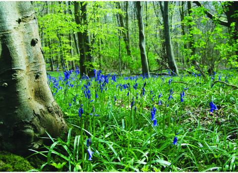 A fresh green spring woodland, with lots of tall delicate bluebells carpeting the ground between the trees.