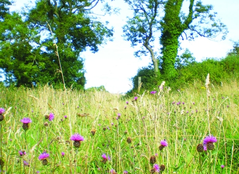 A field of tall grass and purple thistles, with 2 very tall green trees on either side of a gap in the hedgerow at the back of the field, and a bright blue cloudless sky.