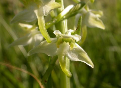 Greater butterfly orchid