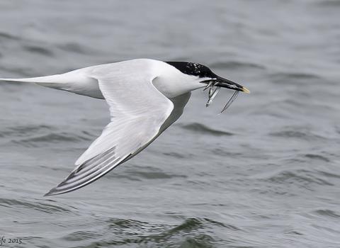 Sandwich tern