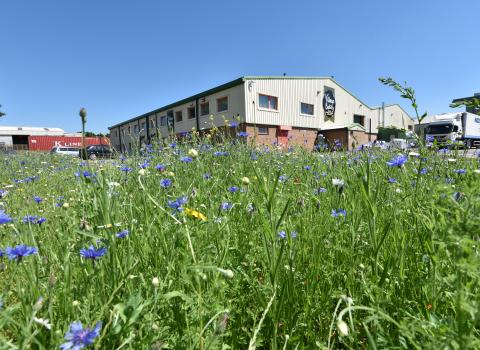 Village Bakery wildflower meadow