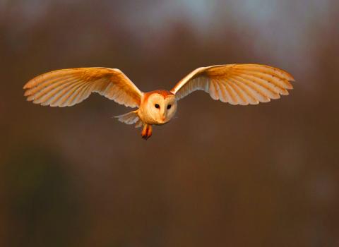 Barn Owl