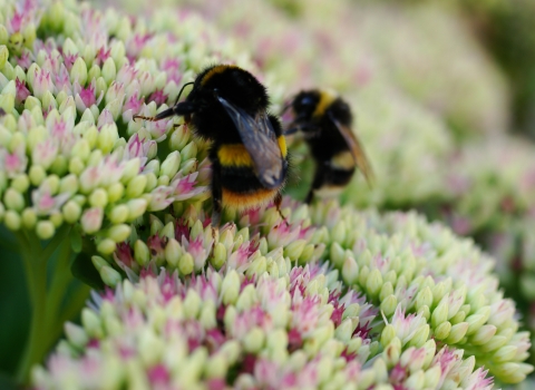 Bees on flowers