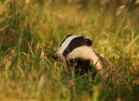 A badger with classic black and white stripped face markings, peeking out from long yellow and green grasses.