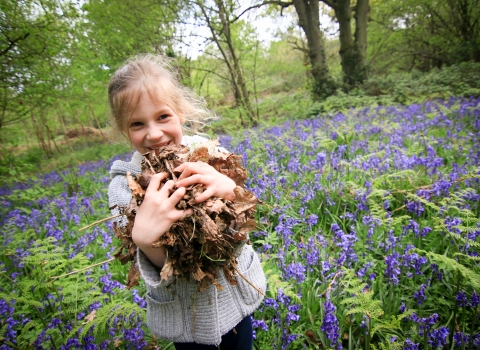 Bluebells