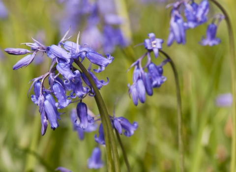 Bluebells