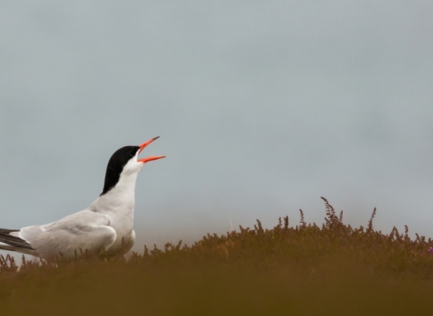 Common tern