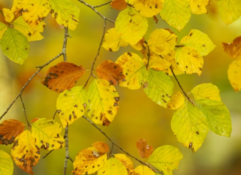 A close up of a branch of beech tree, with vibrant yellow and brown coloured leaves of autumn.