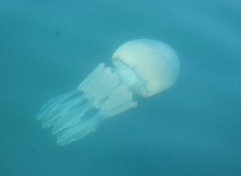 Jelly fish