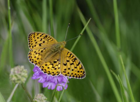 Dark green fritillary