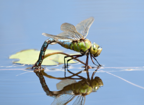 Emperor dragonfly female laying eggs
