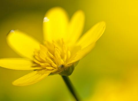 Lesser Celandine