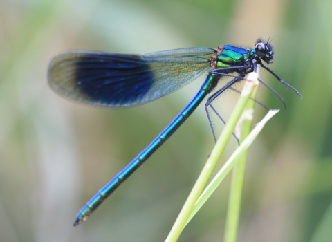 Male Banded demoiselle