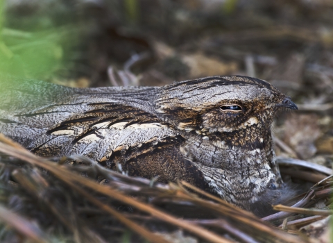 A close up of a nightjar, a distinctive bird related to the frogmouths with exceptional camouflage in all shades of black, brown and cream that can make it look convincingly like deadwood. This particular bird is facing directly right, with it's eye only half open, and is sat on a nest of small twigs made directly on the ground. The chicks are not visible.