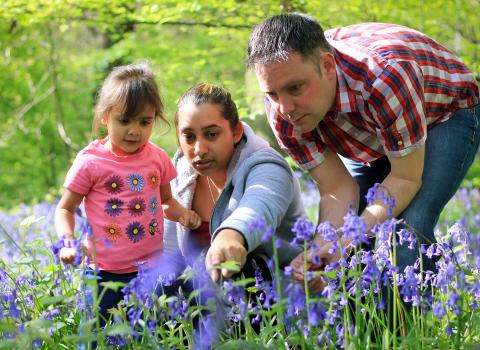 people and bluebells