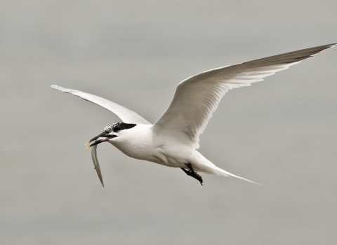 Sandwich tern flying with eel to nes