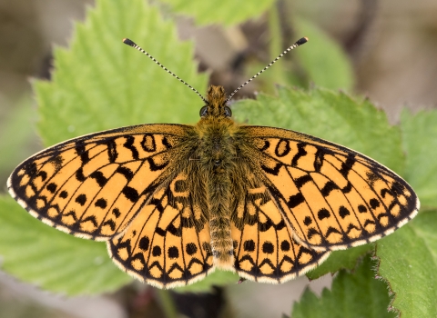  A close up of a butterfly with orange wings with a distinctive pattern of black lines and spots. Sat on  a plant with it's wings spread wide.