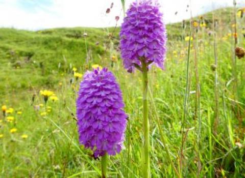 Orchids at minera quarry