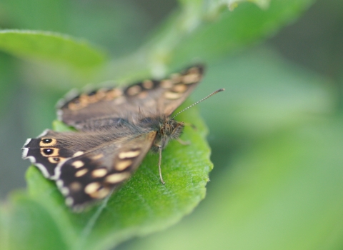 Speckled wood butterfly