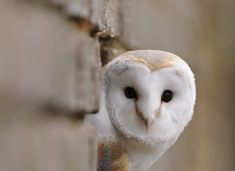 Barn owl nesting