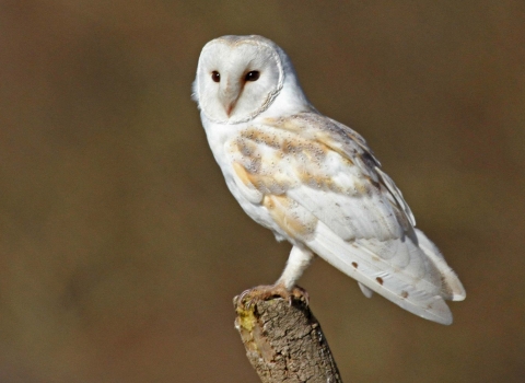 Barn owl