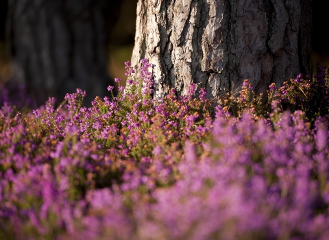 Bell heather