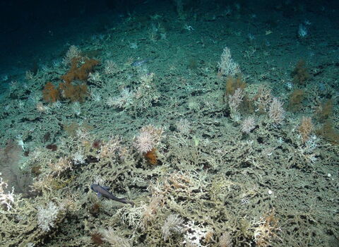 Cold-water coral