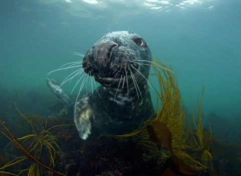 Grey seal