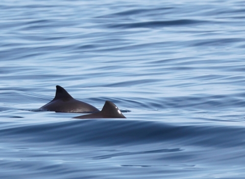 Harbour porpoise