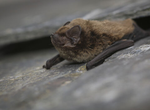 A close up of a Leisler's bat, a small fluffy brown bat with quite large ears. Lying on a rock facing left, with its wings folded up beside it like arms and its nose pointing upwards. The rock surface behind it appears to have a crevice, where the bat may have emerged from.